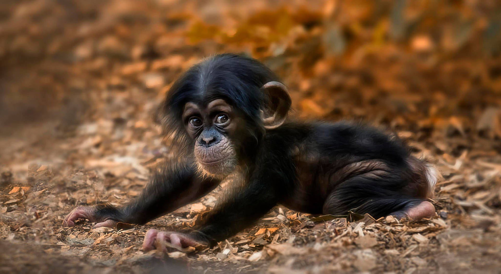 Cute Baby Chimpanzee Background