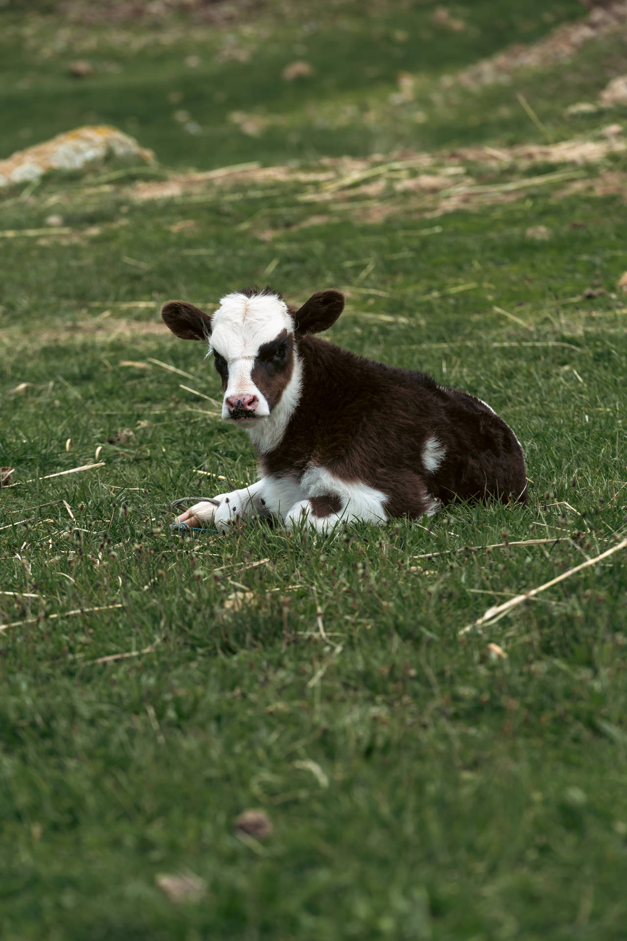 Cute Baby Cow On Grass Background