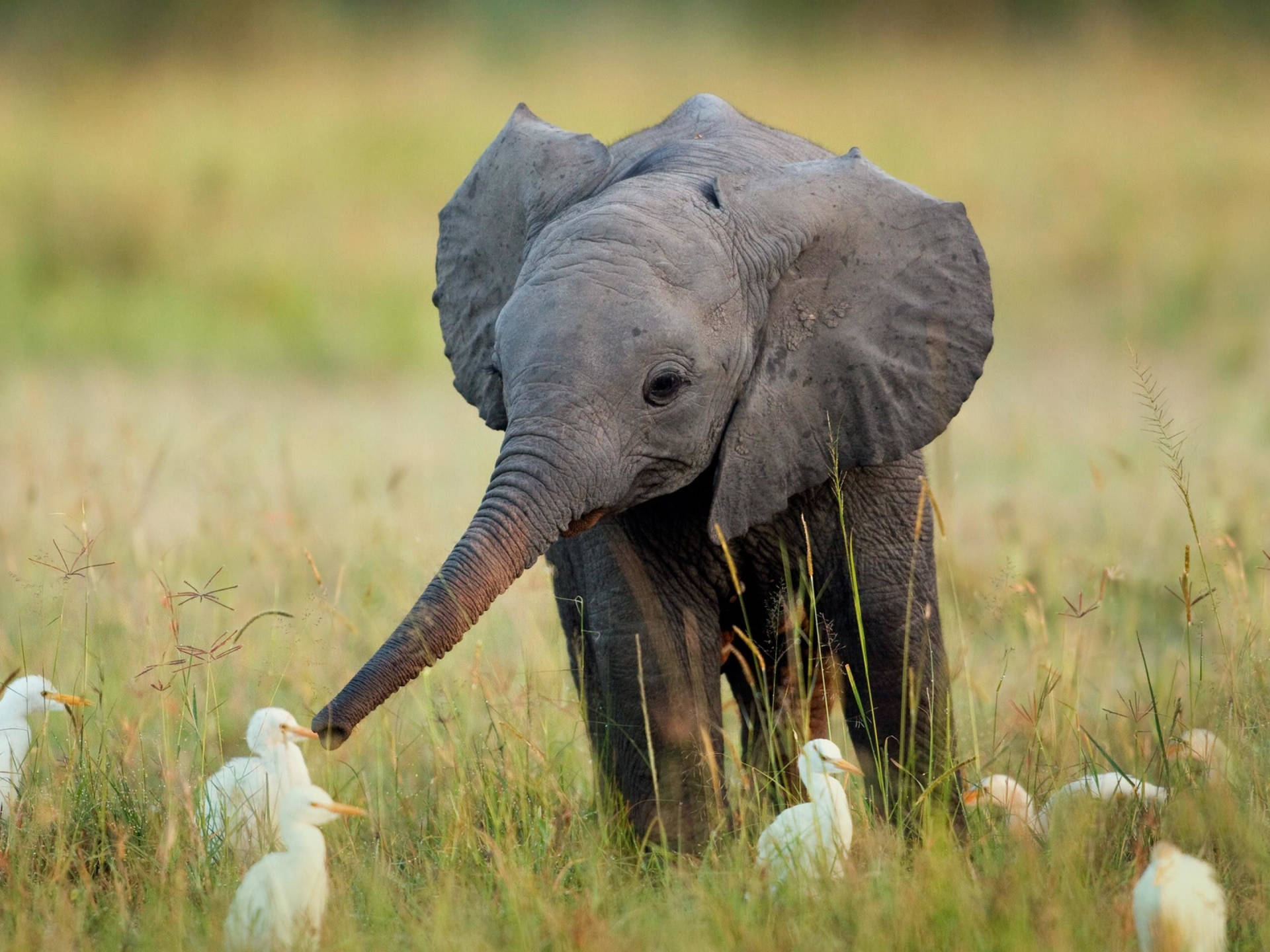 Cute Baby Elephant Hd Background