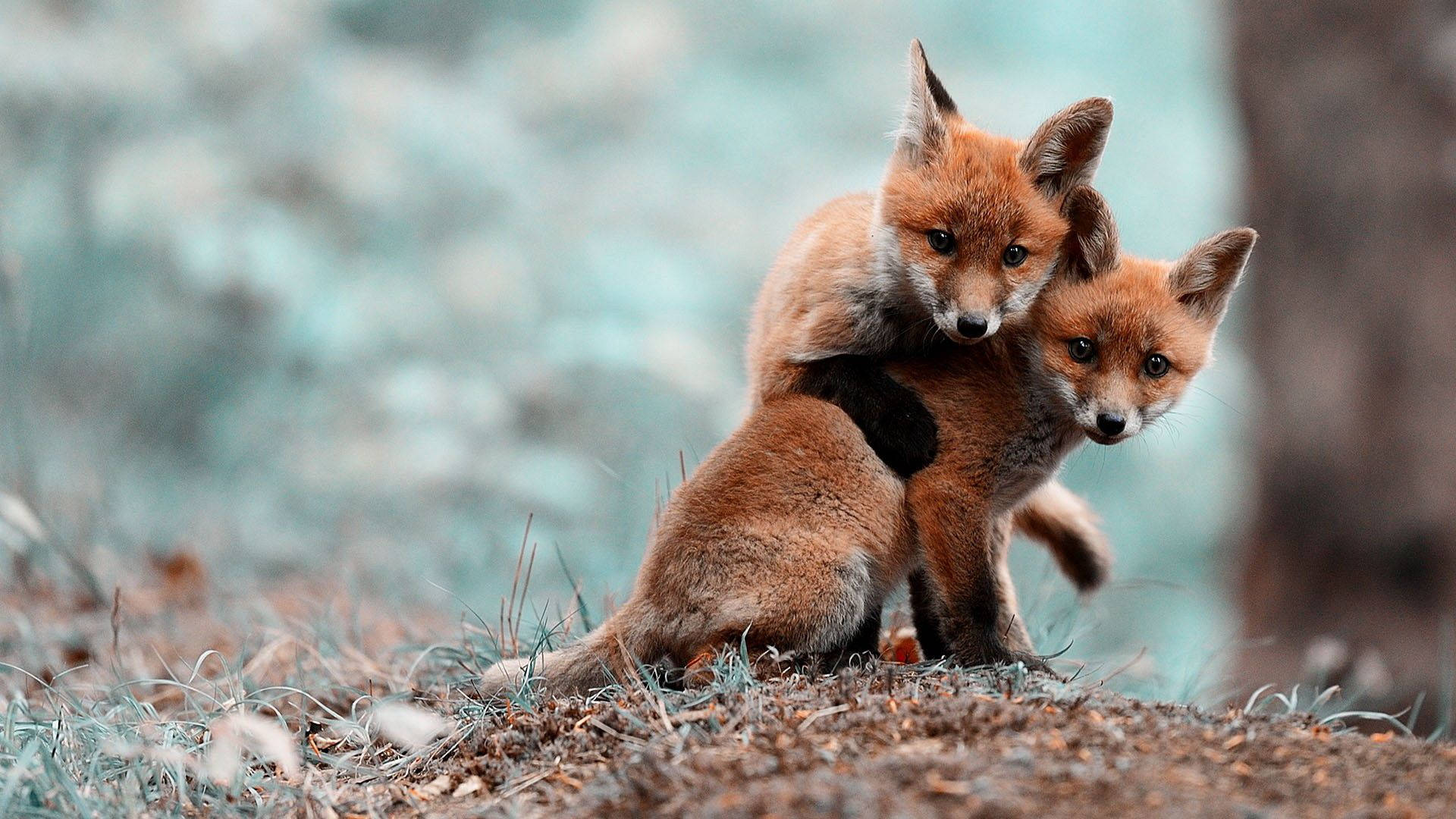 Cute Baby Fox Animal Background