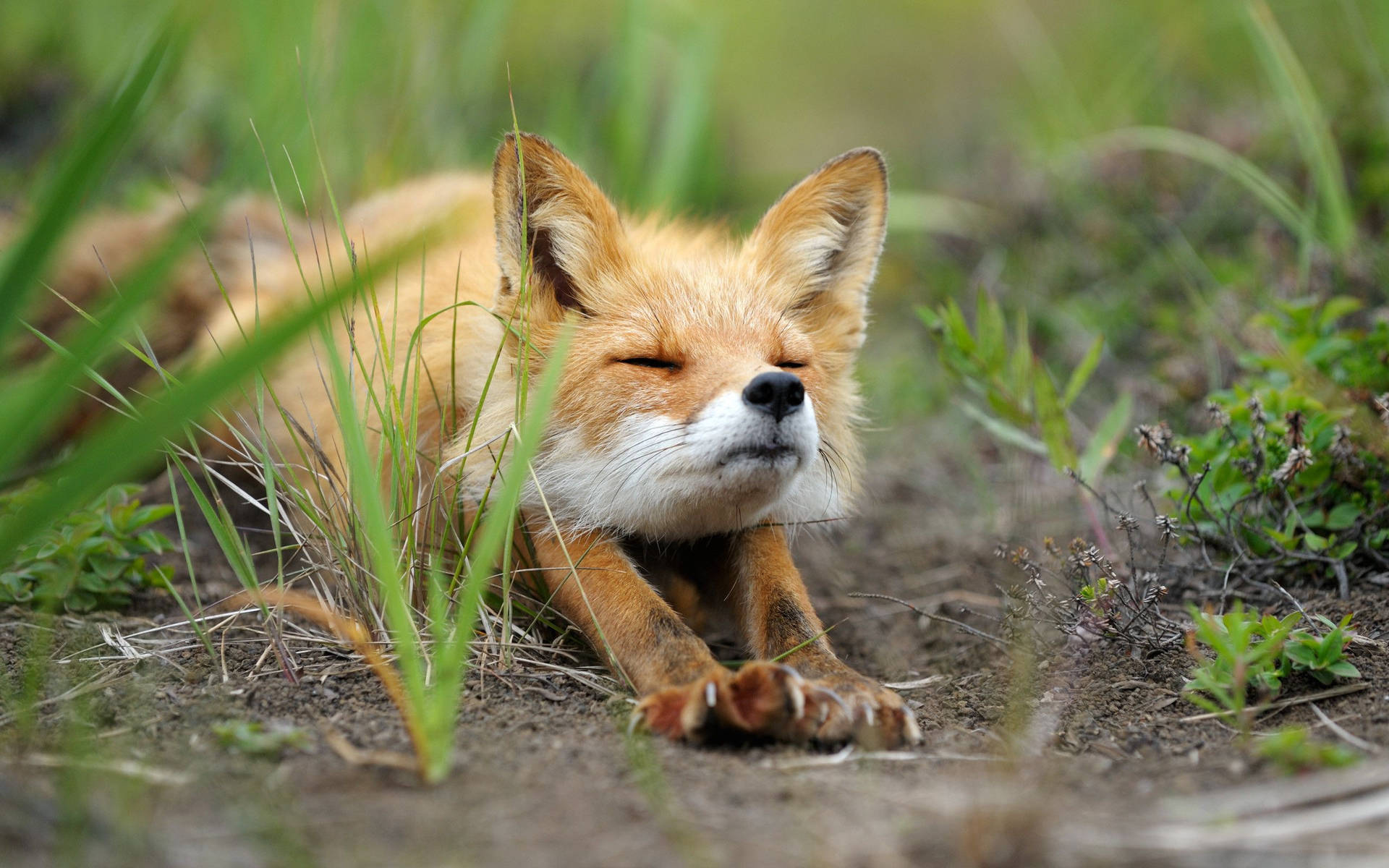 Cute Baby Fox Stretching Background