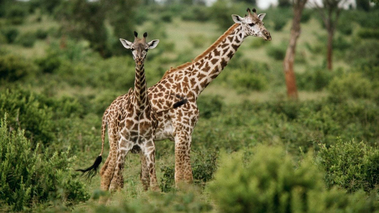 Cute Baby Giraffe In Forest Background