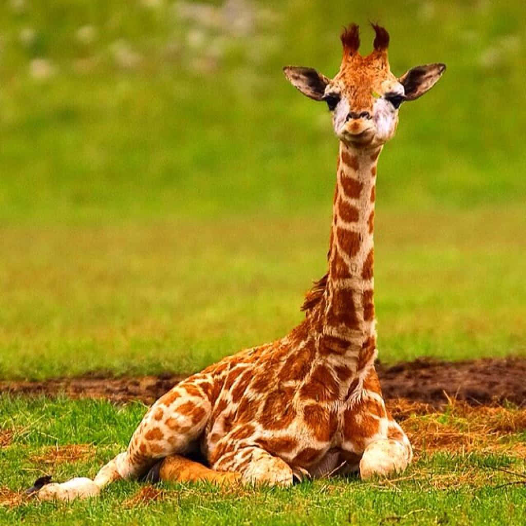 Cute Baby Giraffe Sitting Down On Grass