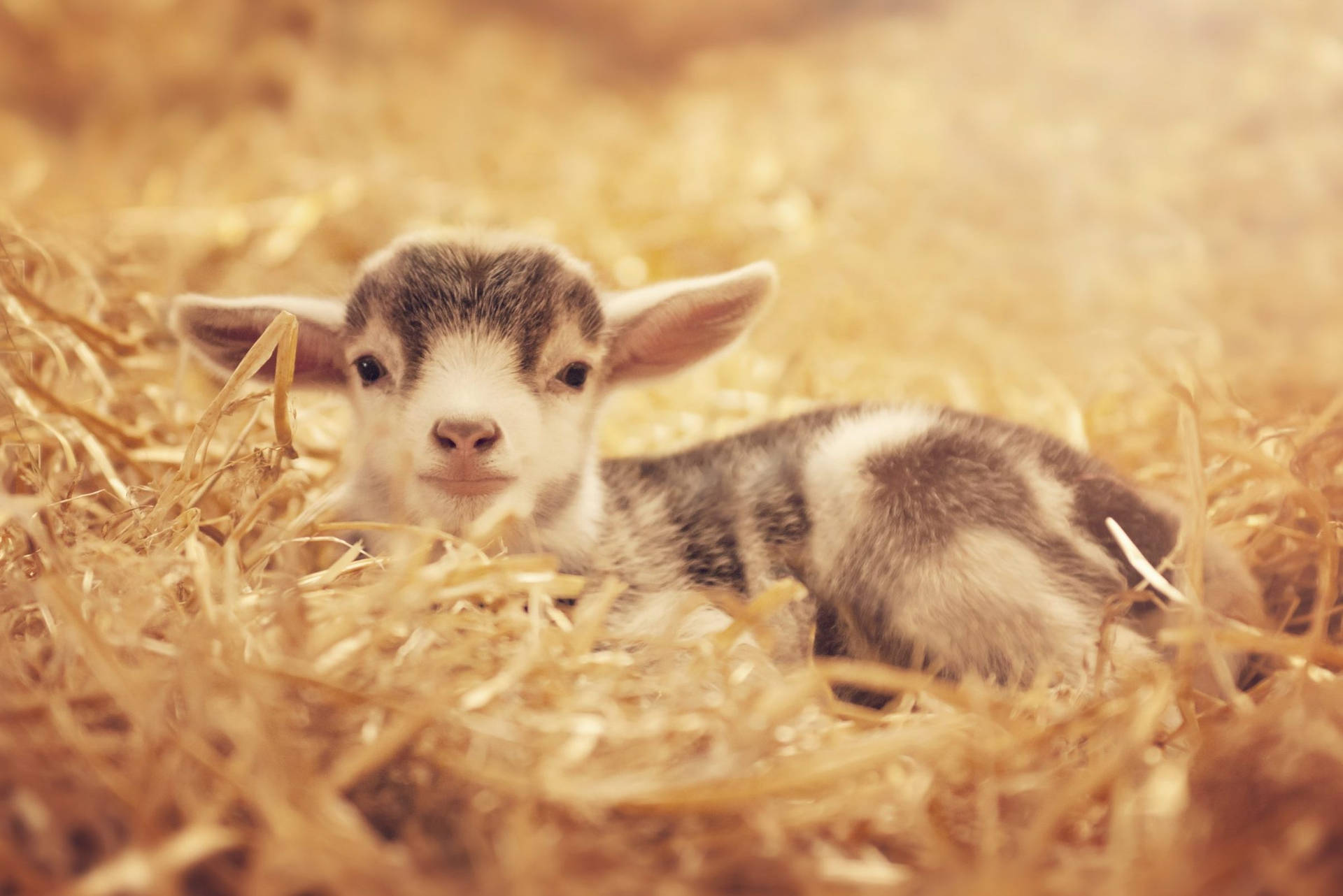 Cute Baby Goat Kid Looking At Camera Background