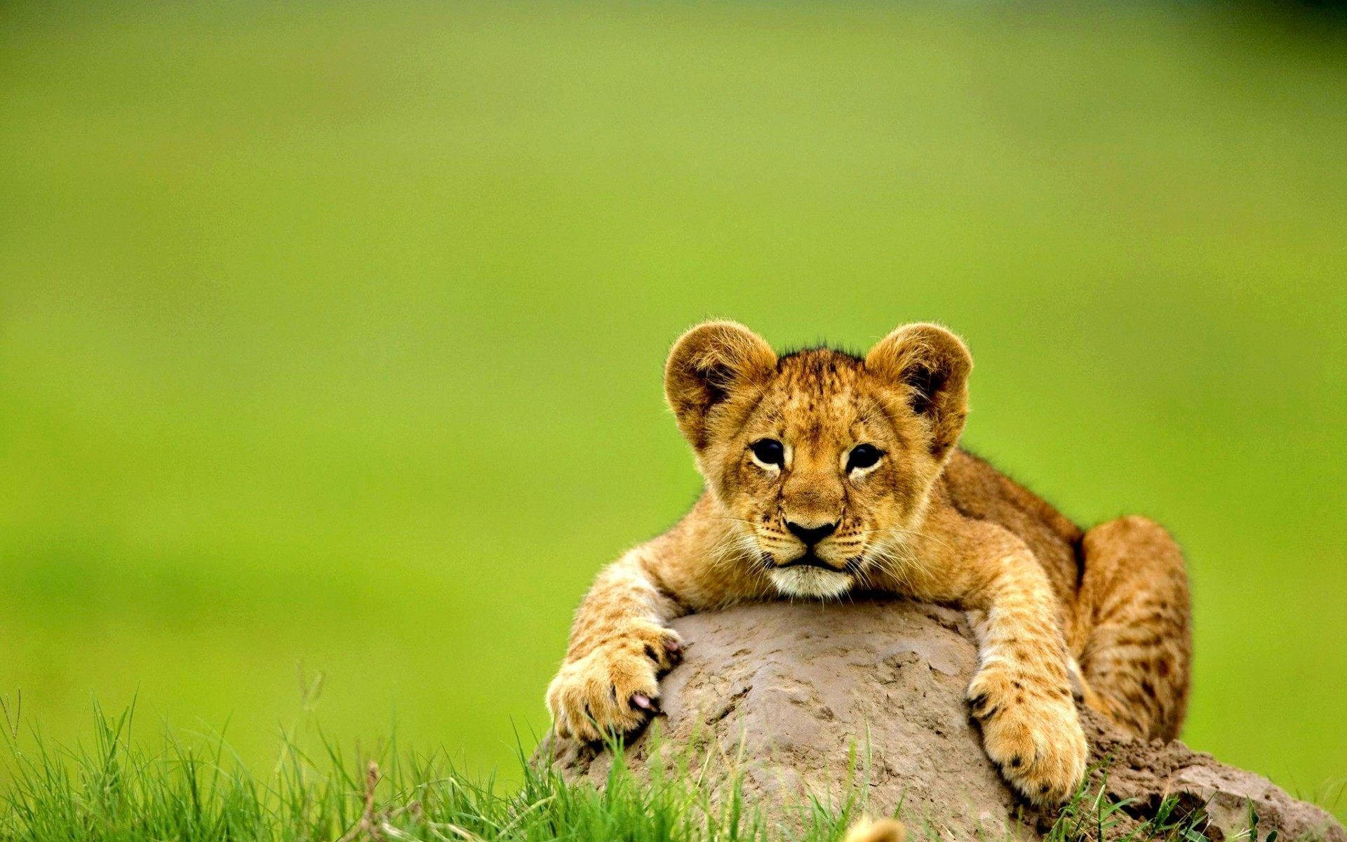 Cute Baby Lion Animal Background