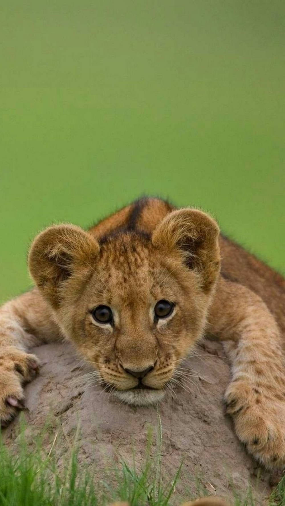 Cute Baby Lion Iphone Background