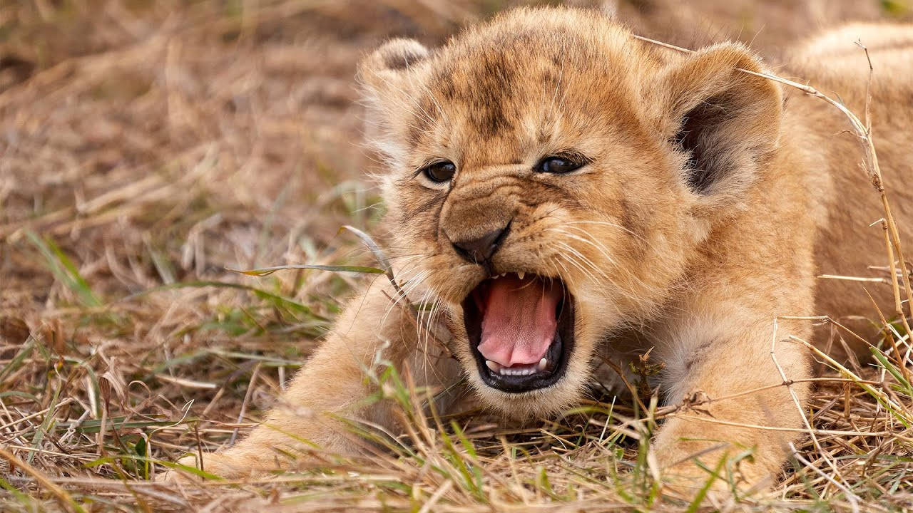 Cute Baby Lion Yawning Background