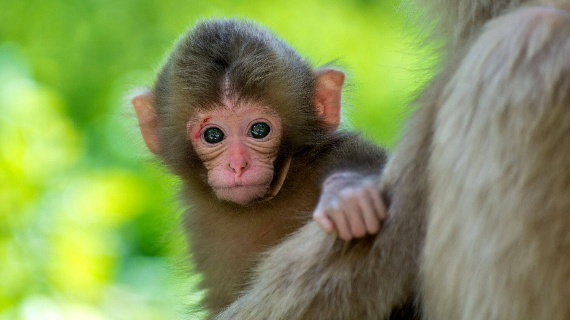 Cute Baby Monkey Animal