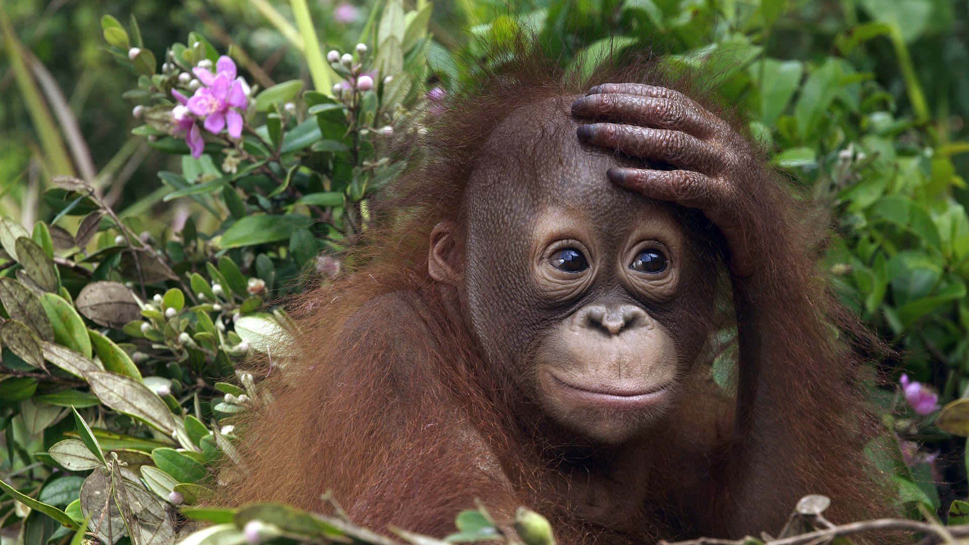 Cute Baby Orangutan In Forest Background