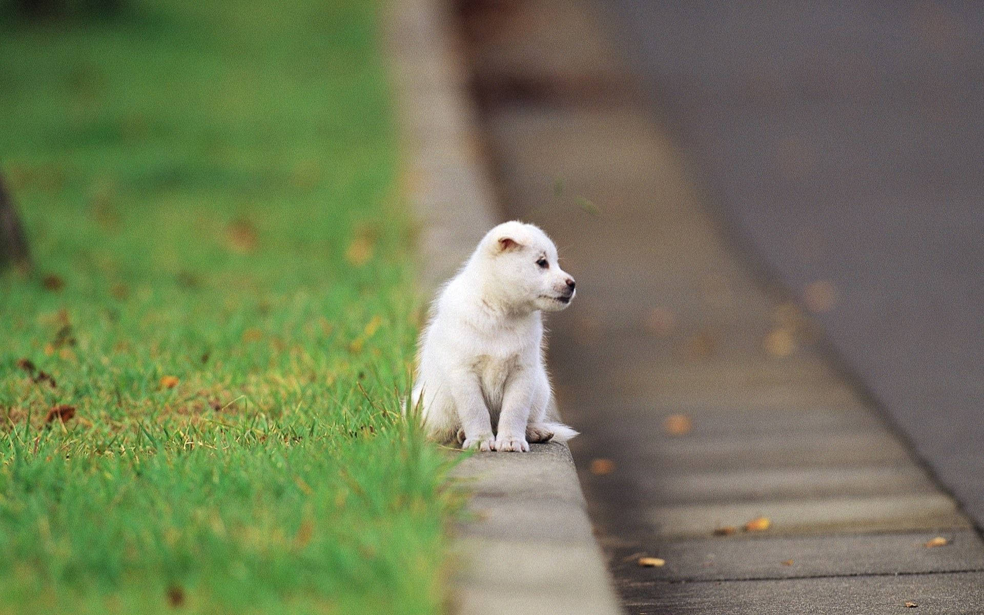 Cute Baby Puppy Sitting On A Road Background
