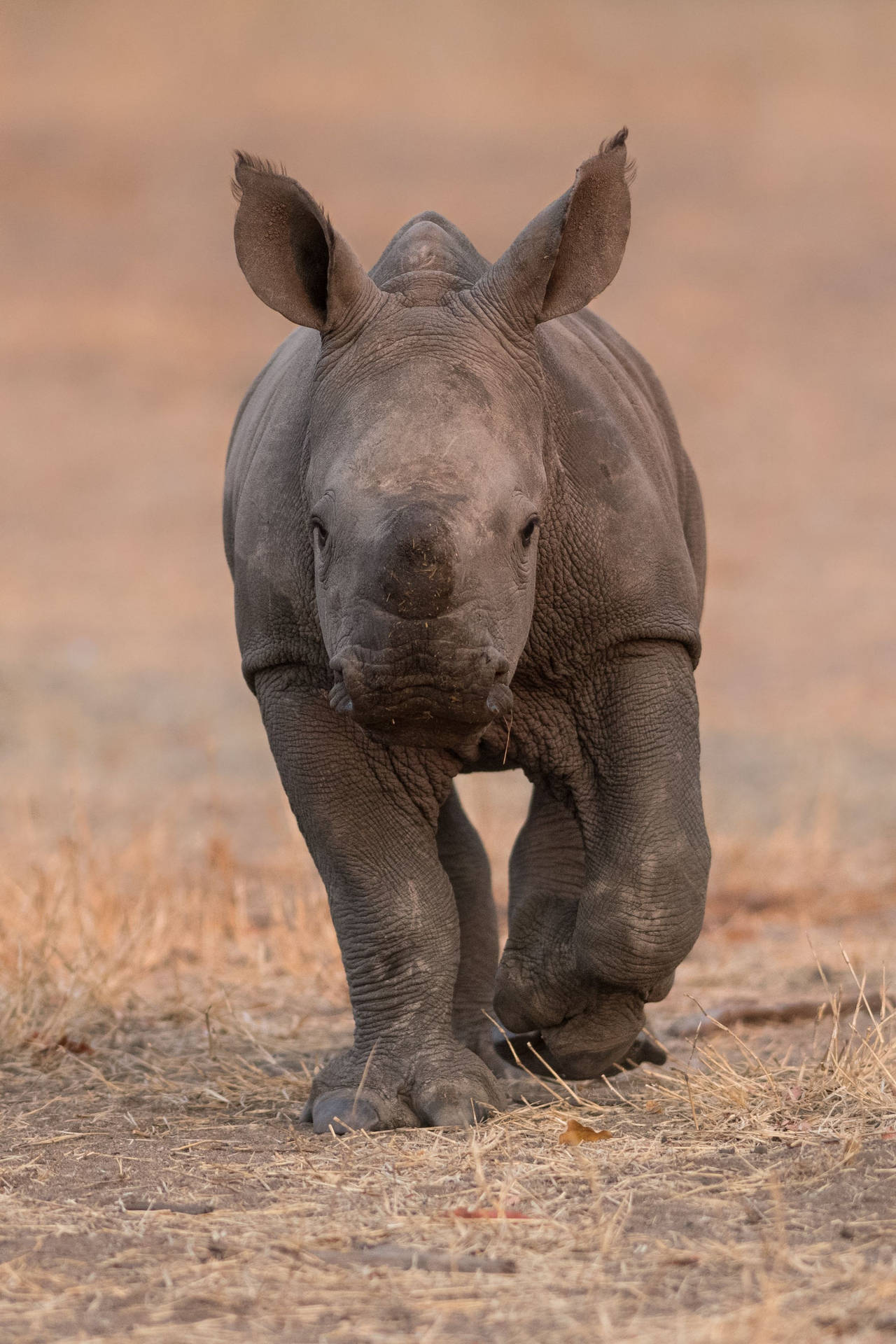 Cute Baby Rhinoceros Background