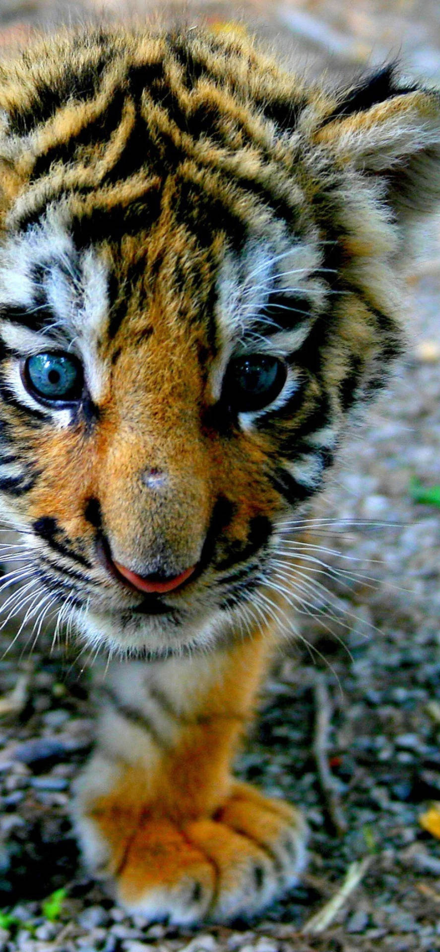 Cute Baby Tiger Background