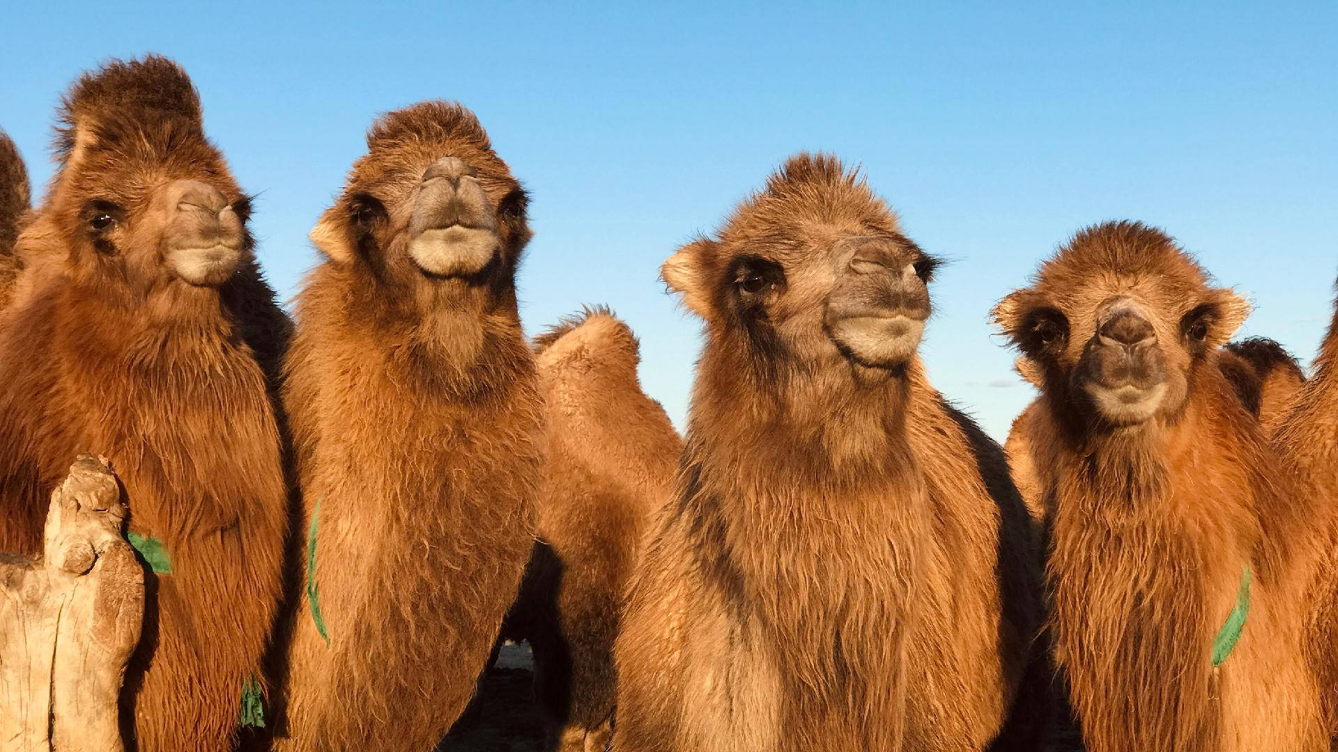 Cute Bactrian Camel Background