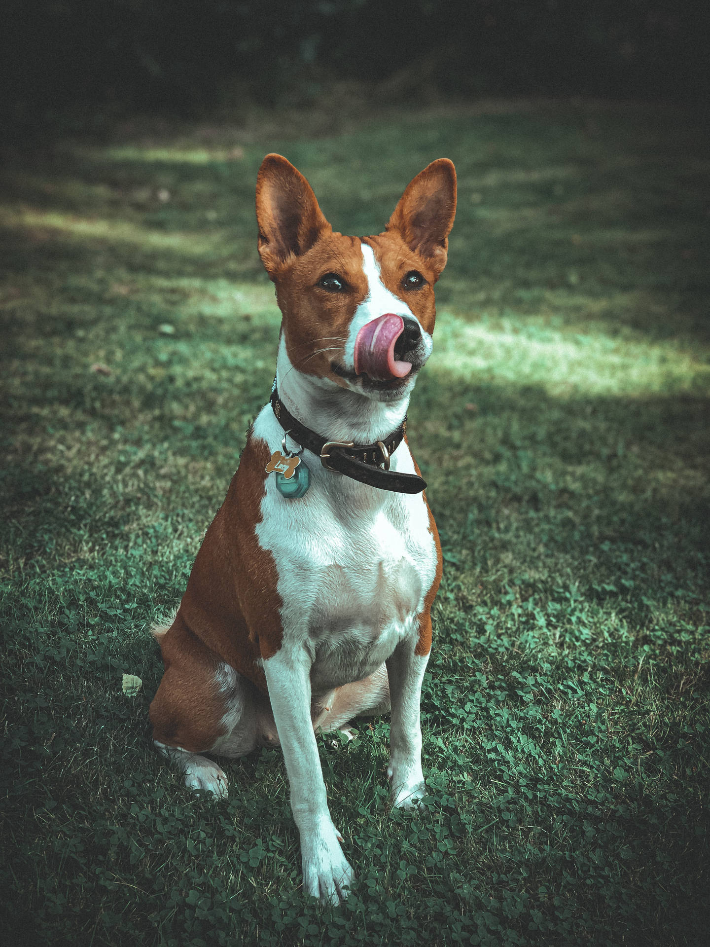 Cute Basenji In Congo Background