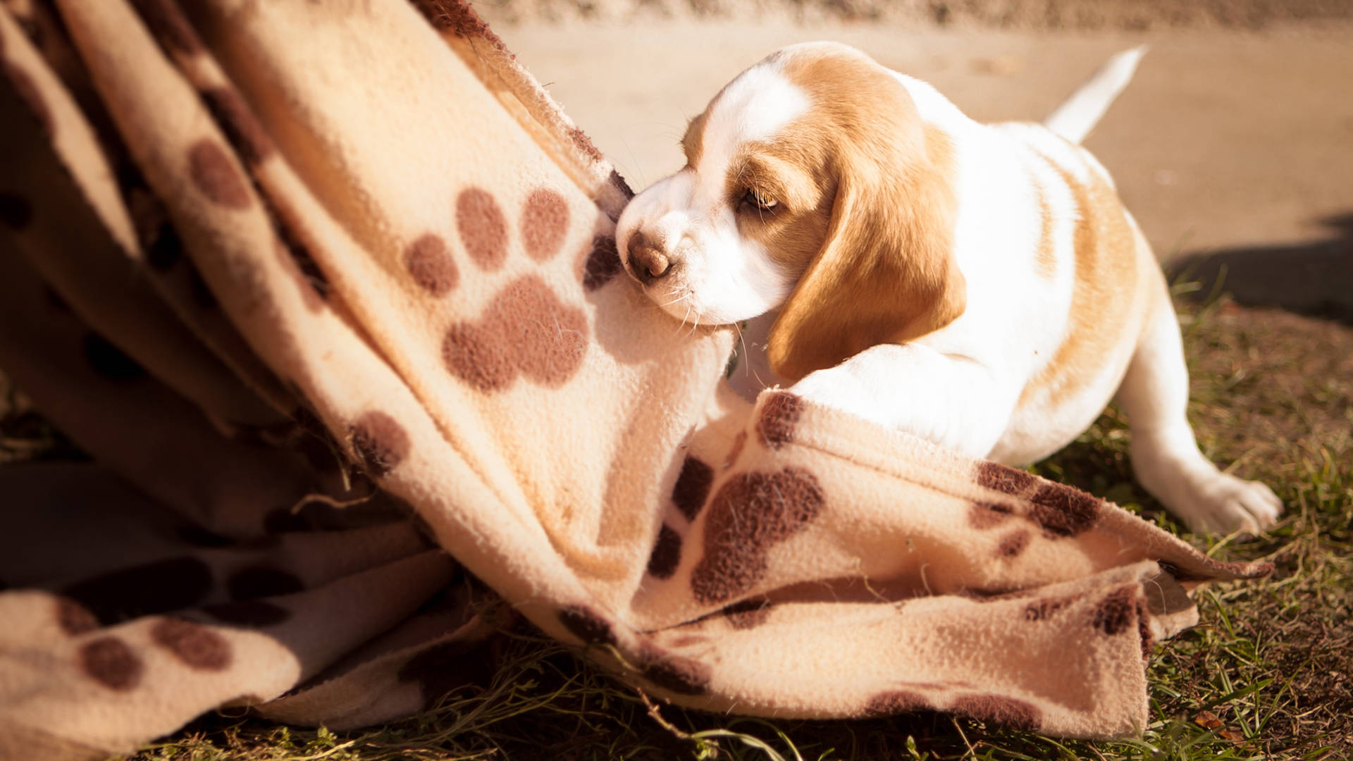 Cute Beagle Dog Biting Blanket