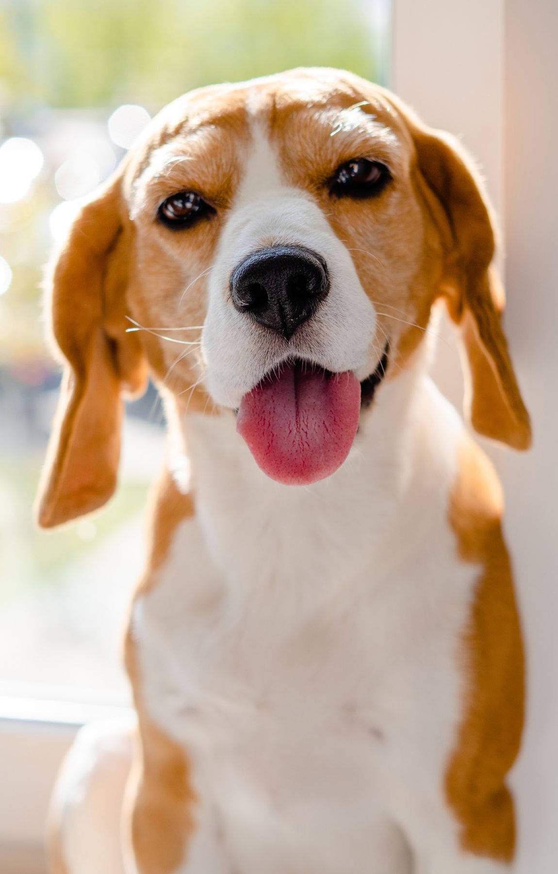 Cute Beagle Dog Tongue Out Background