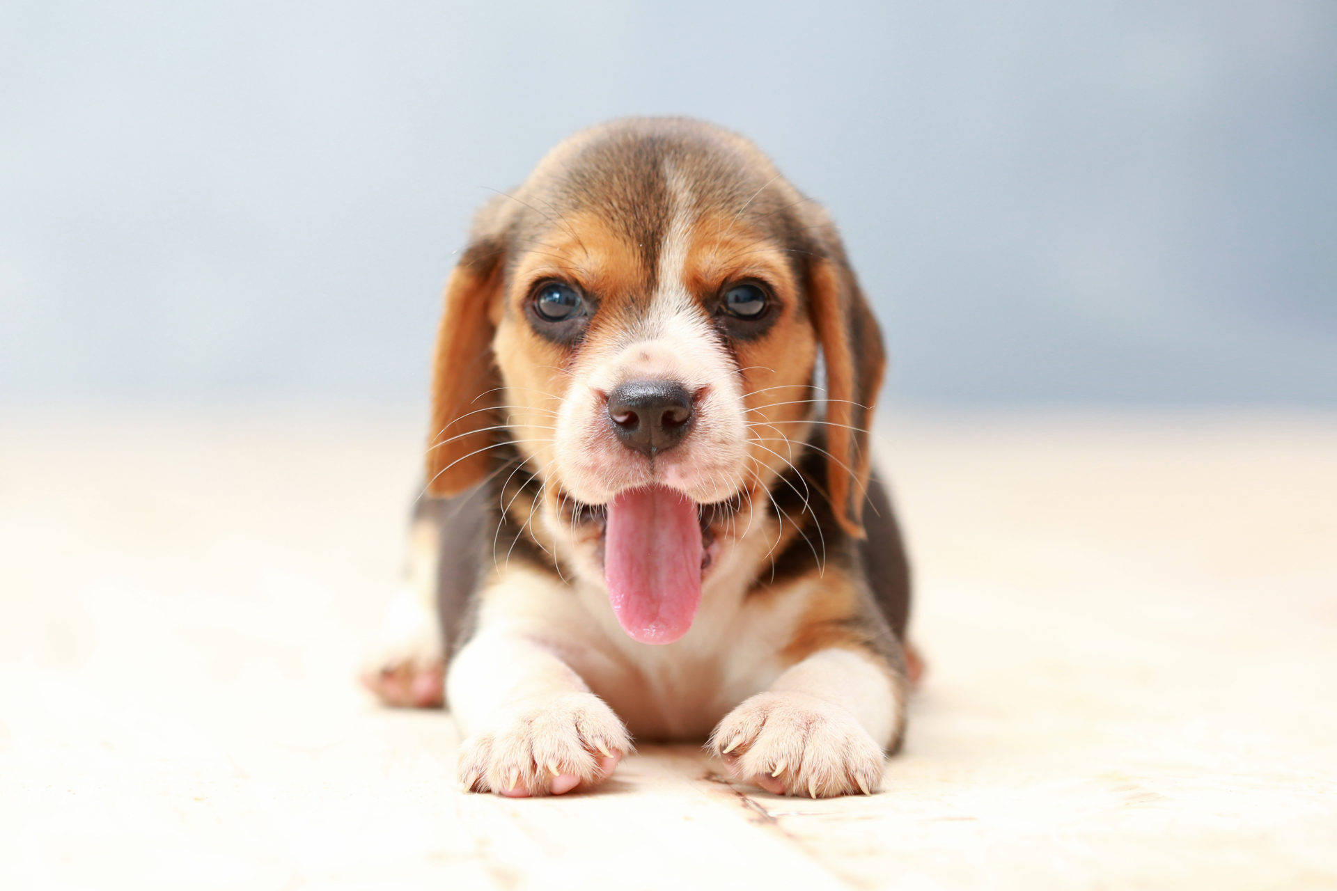 Cute Beagle Dog Yawning Background