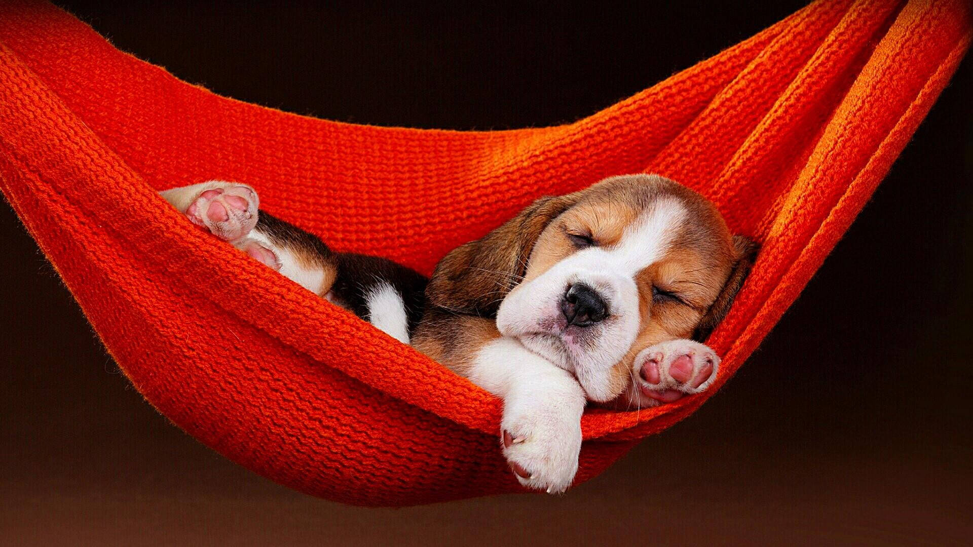 Cute Beagle On Hammock Background