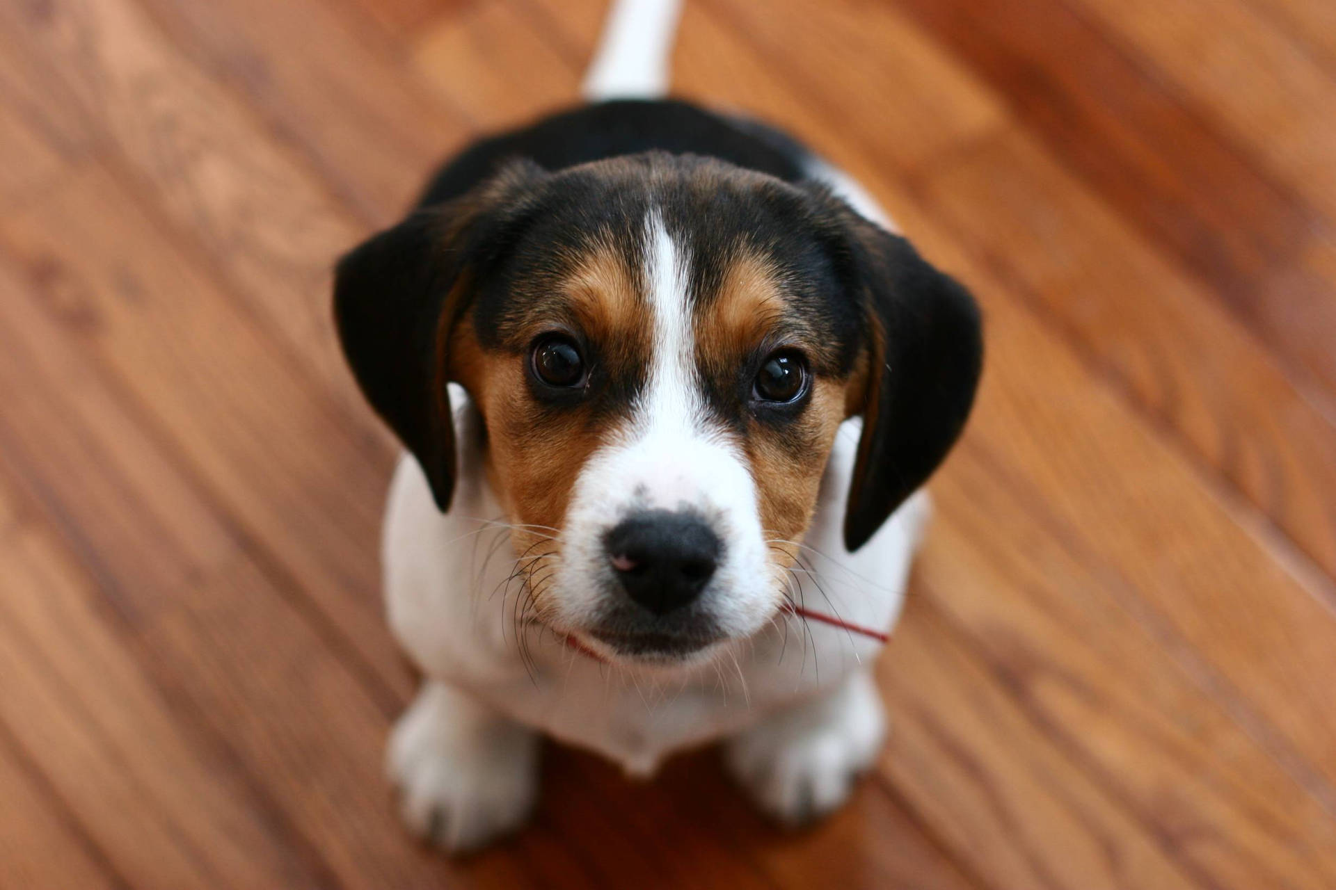 Cute Beagle Puppy Looking Up Background