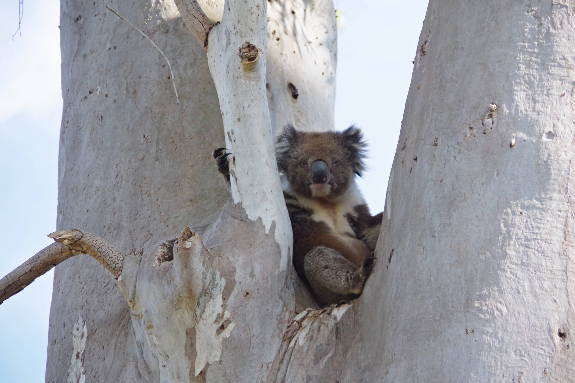 Cute Bear Brown Koala Background