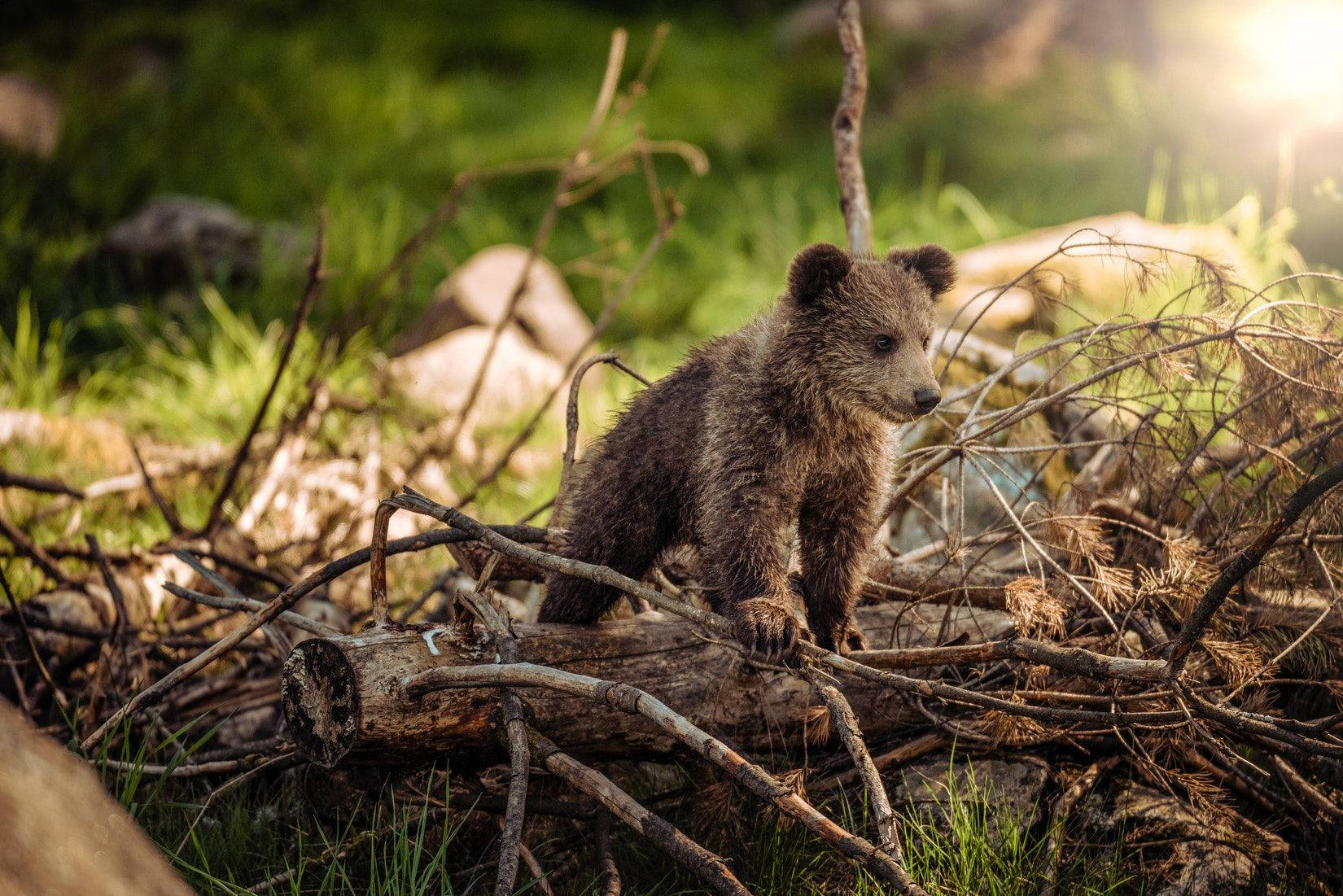 Cute Bear Cub In The Wild Background