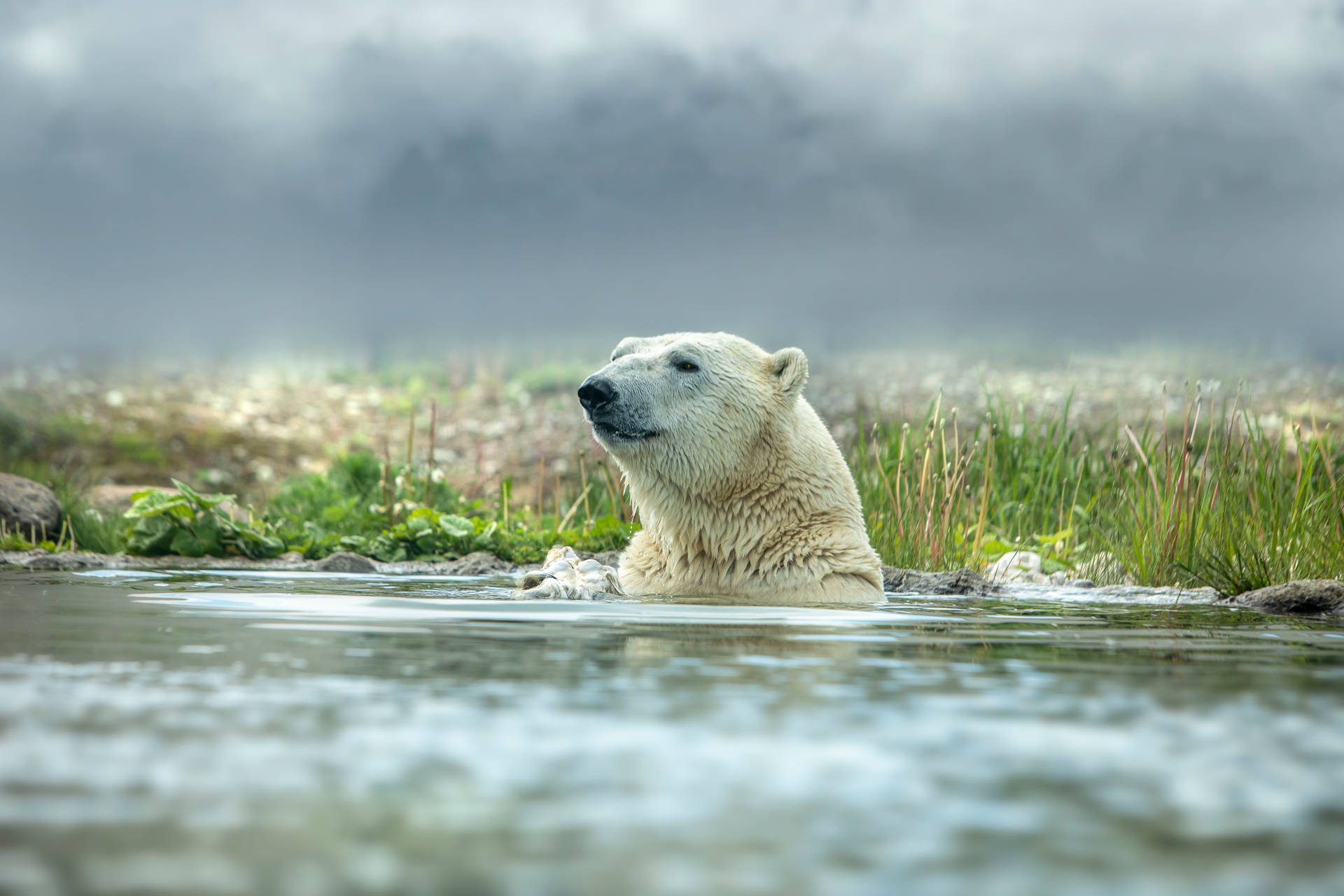 Cute Bear Dipping