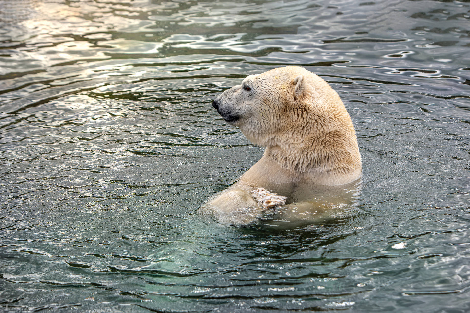 Cute Bear Dips