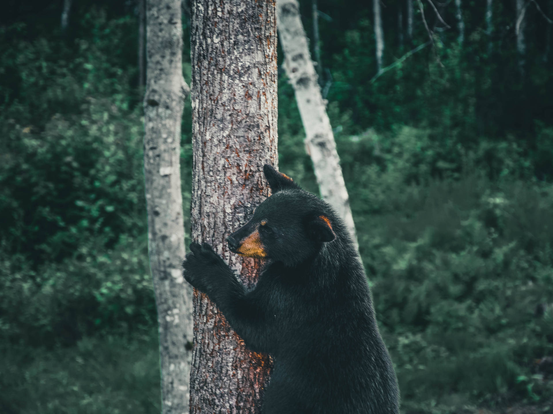 Cute Bear On Tree Trunk Background