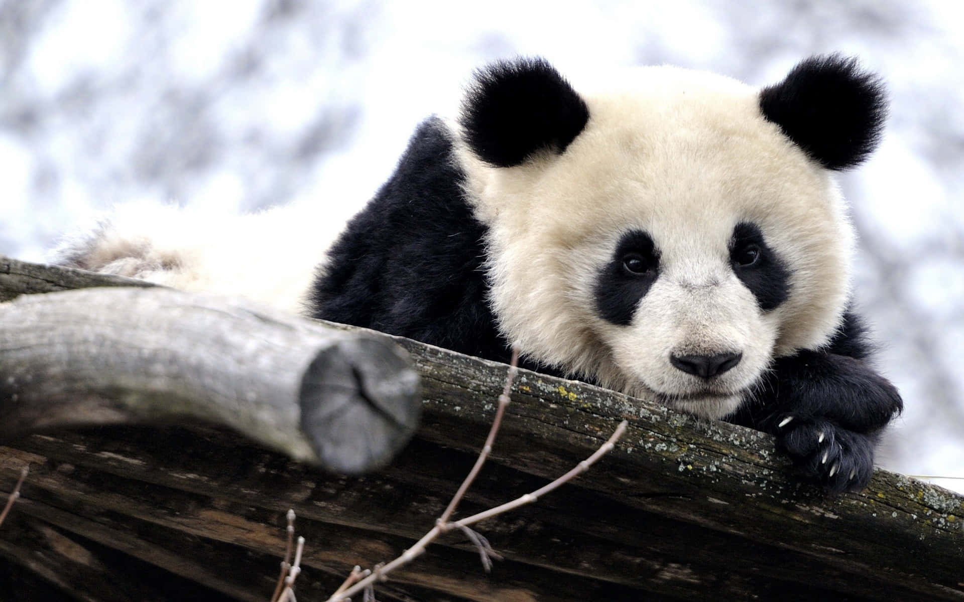 Cute Bear Panda Laptop Background