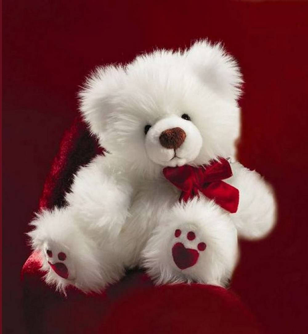 Cute Bear White