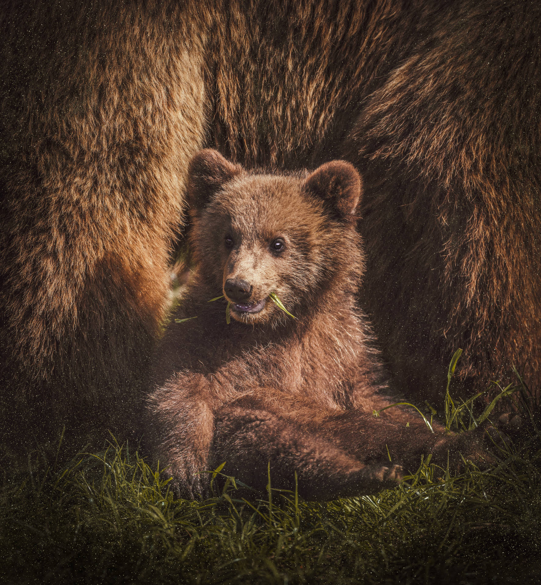 Cute Bear With Mom