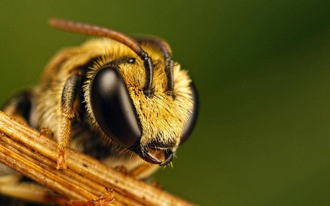 Cute Bee Close Up Background