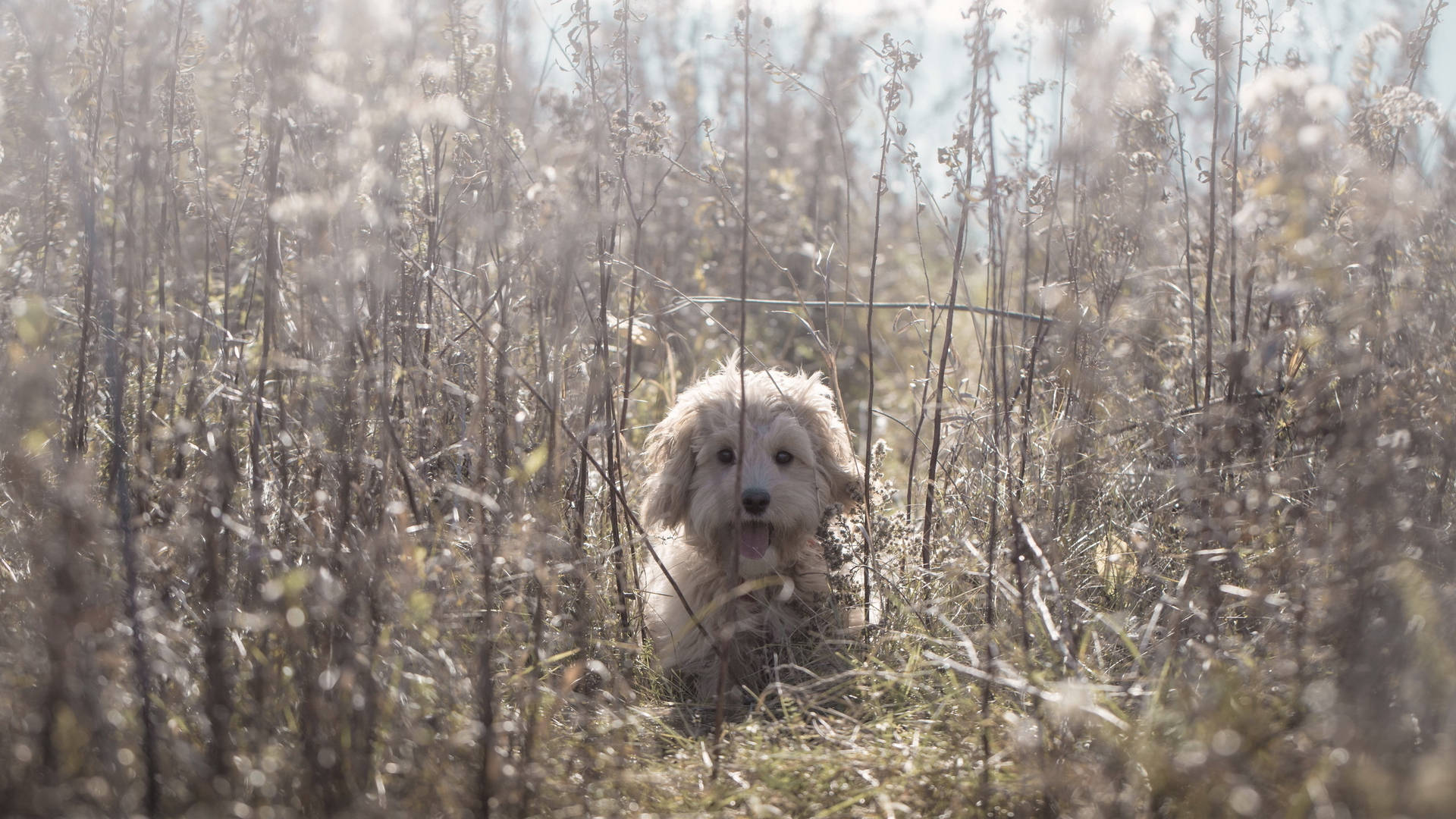 Cute Bichon Frisé Dog In Tall Grass Background