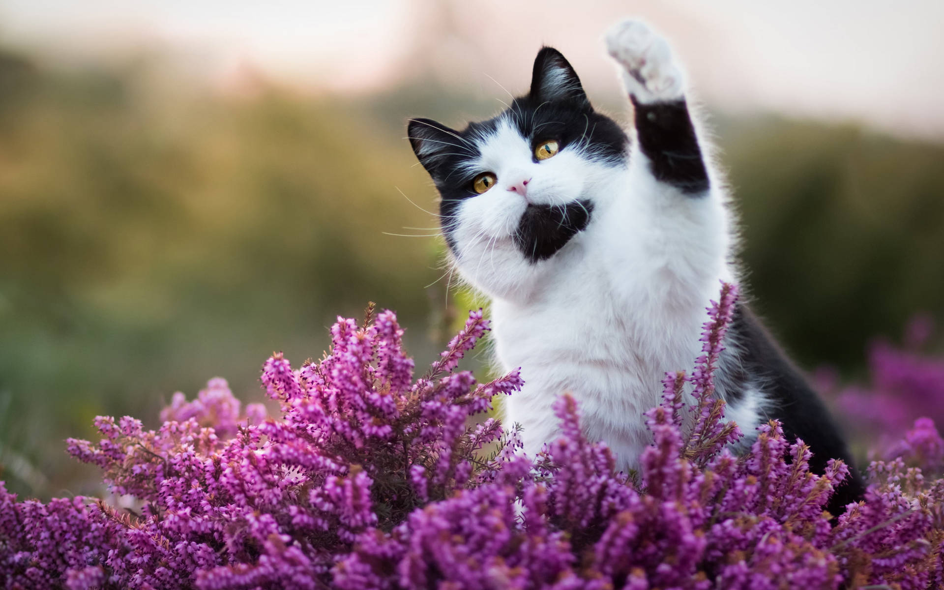 Cute Black And Purple Aesthetic Cat Background