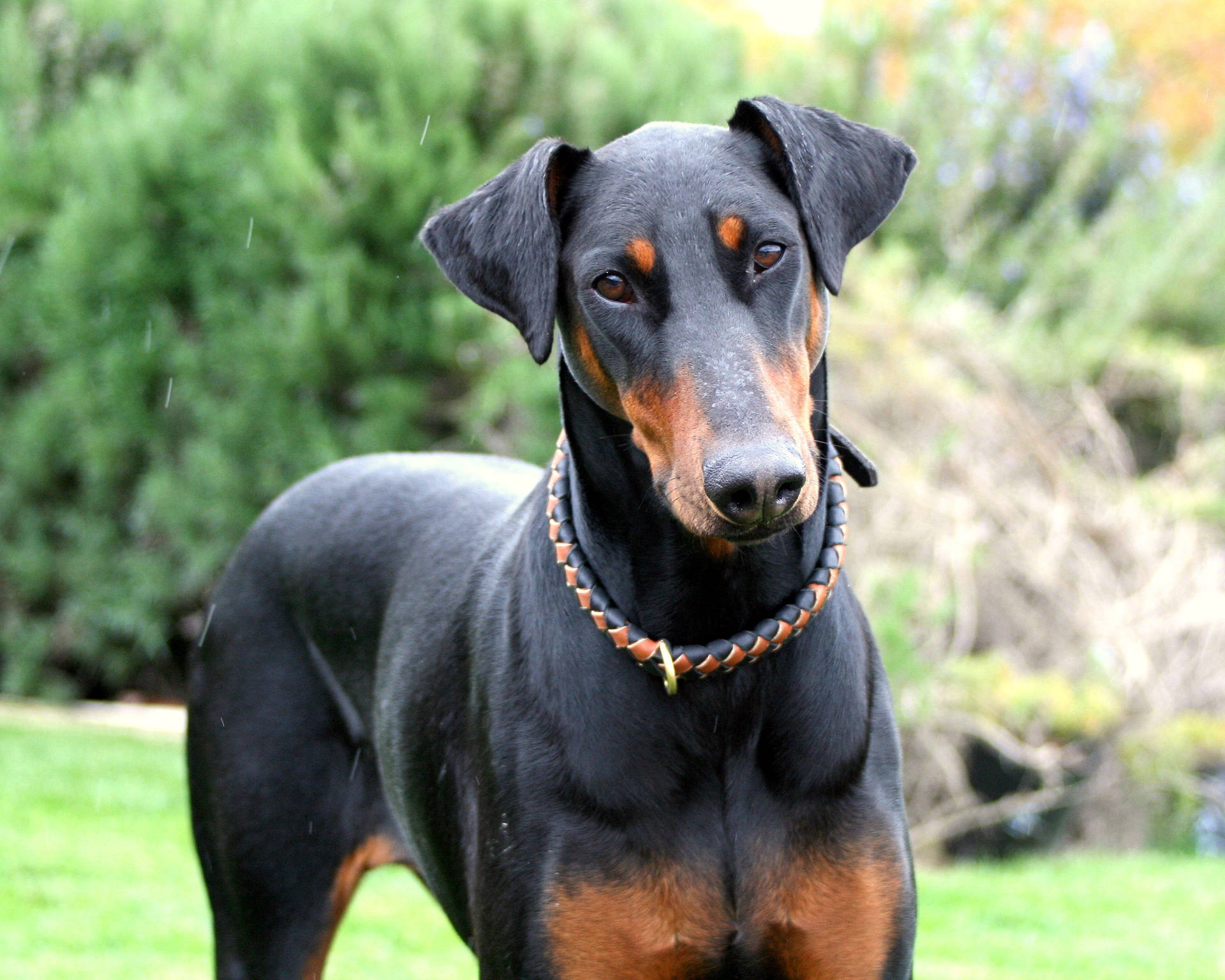 Cute Black And Tan Doberman Pinscher