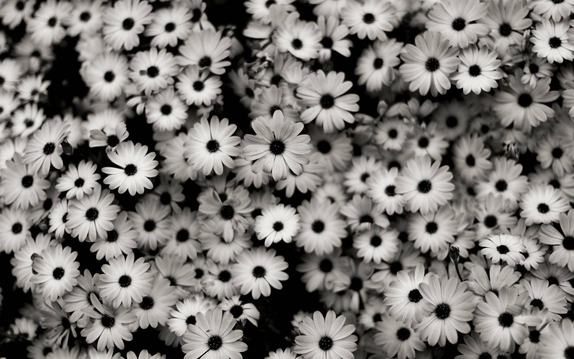 Cute Black And White Aesthetic Batch Of Flowers Background