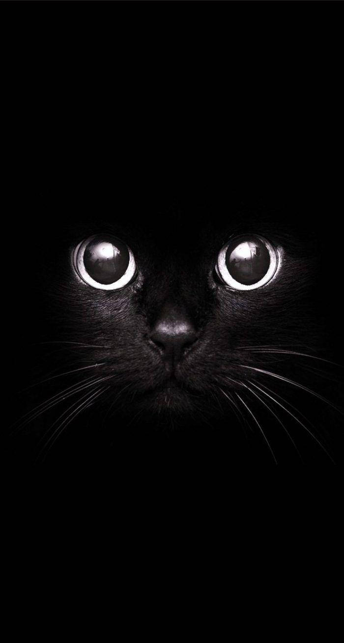 Cute Black And White Aesthetic Black Cat Background