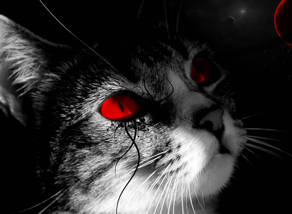 Cute Black And White Aesthetic Kitten With Red Eyes Background