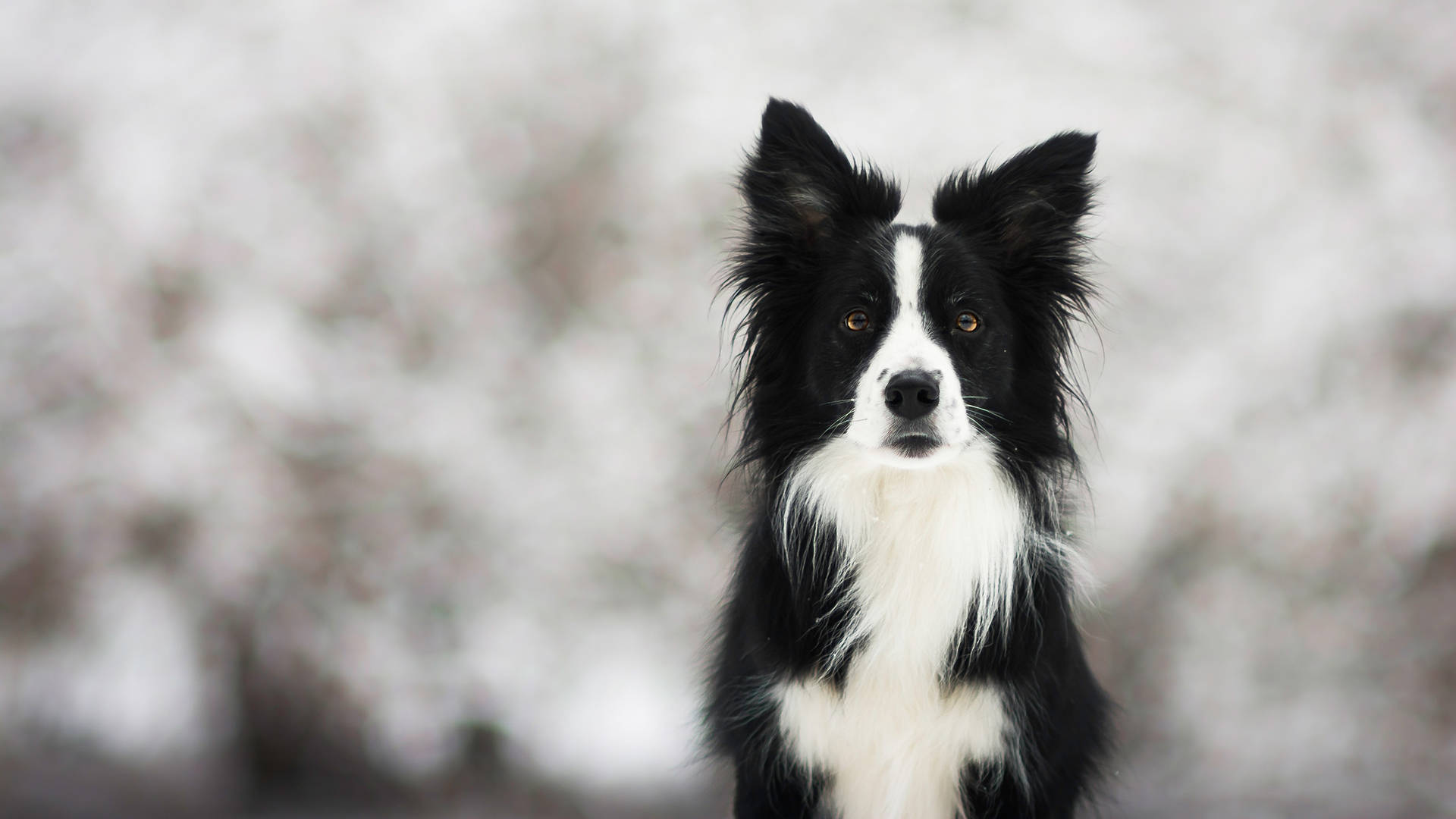 Cute Black And White Border Collie Dog