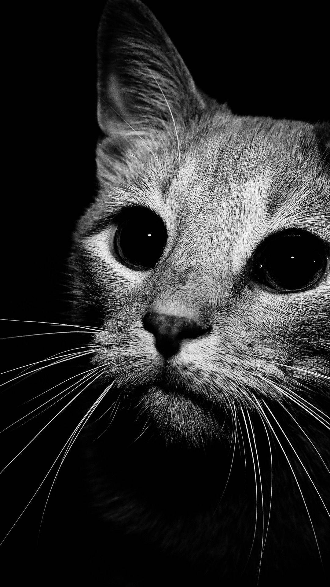 Cute Black And White Cat Close-up Background