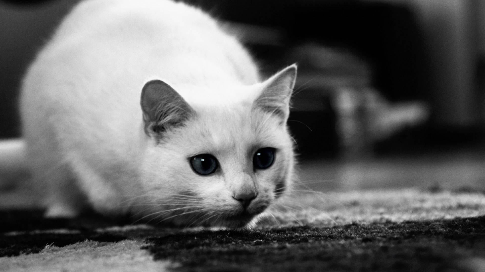 Cute Black And White Cat Background