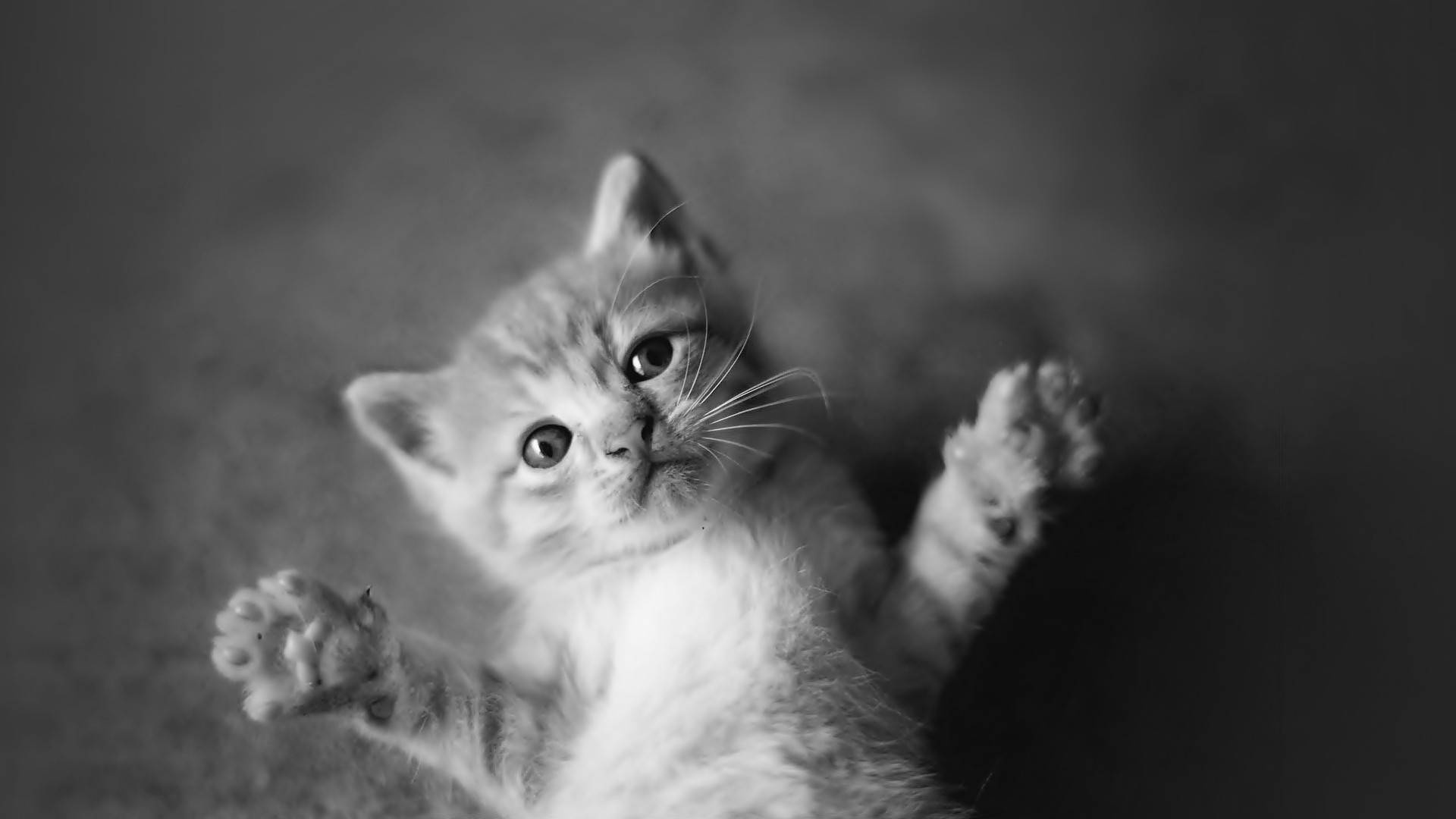 Cute Black And White Kitty Background