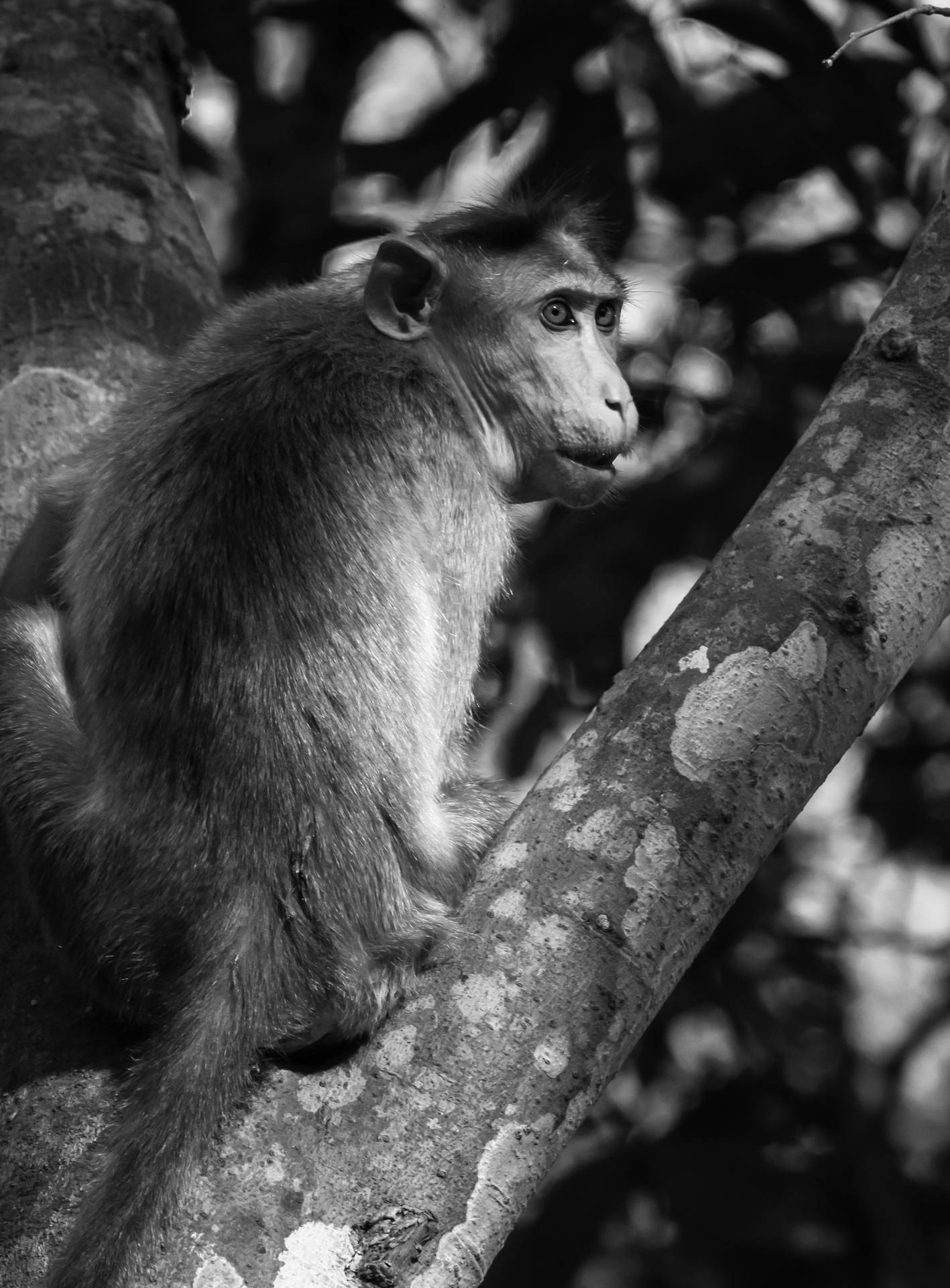 Cute Black And White Monkey Background