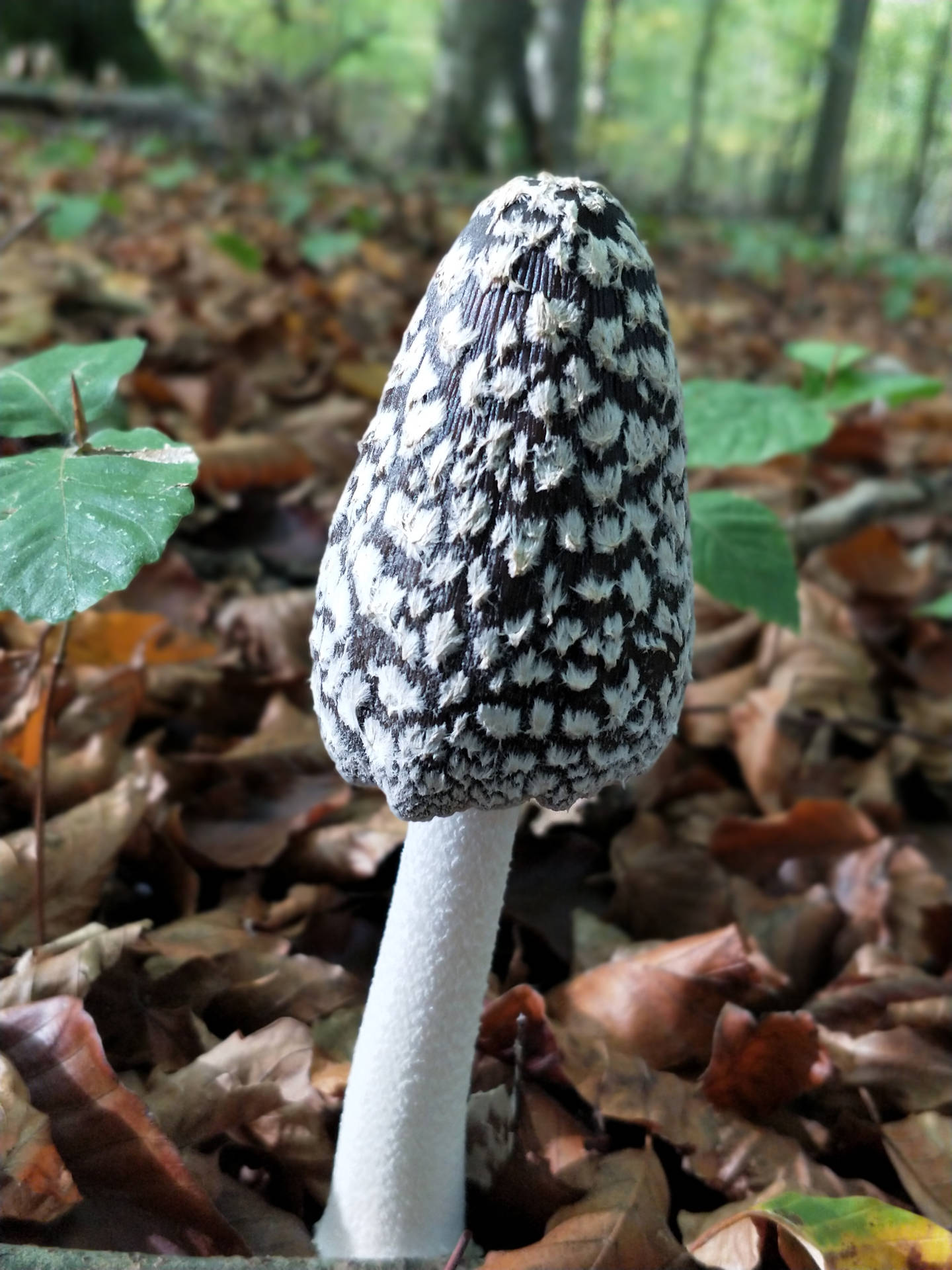 Cute Black And White Mushroom In Forest Background