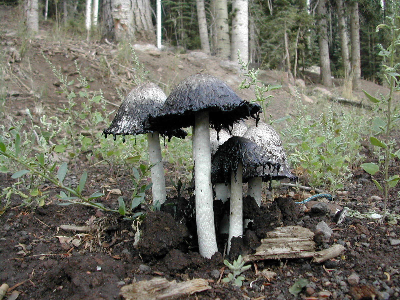 Cute Black And White Mushrooms In Forest