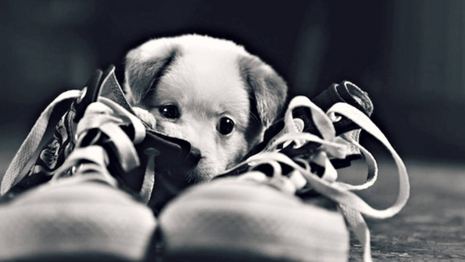 Cute Black And White Puppy Sneakers Background