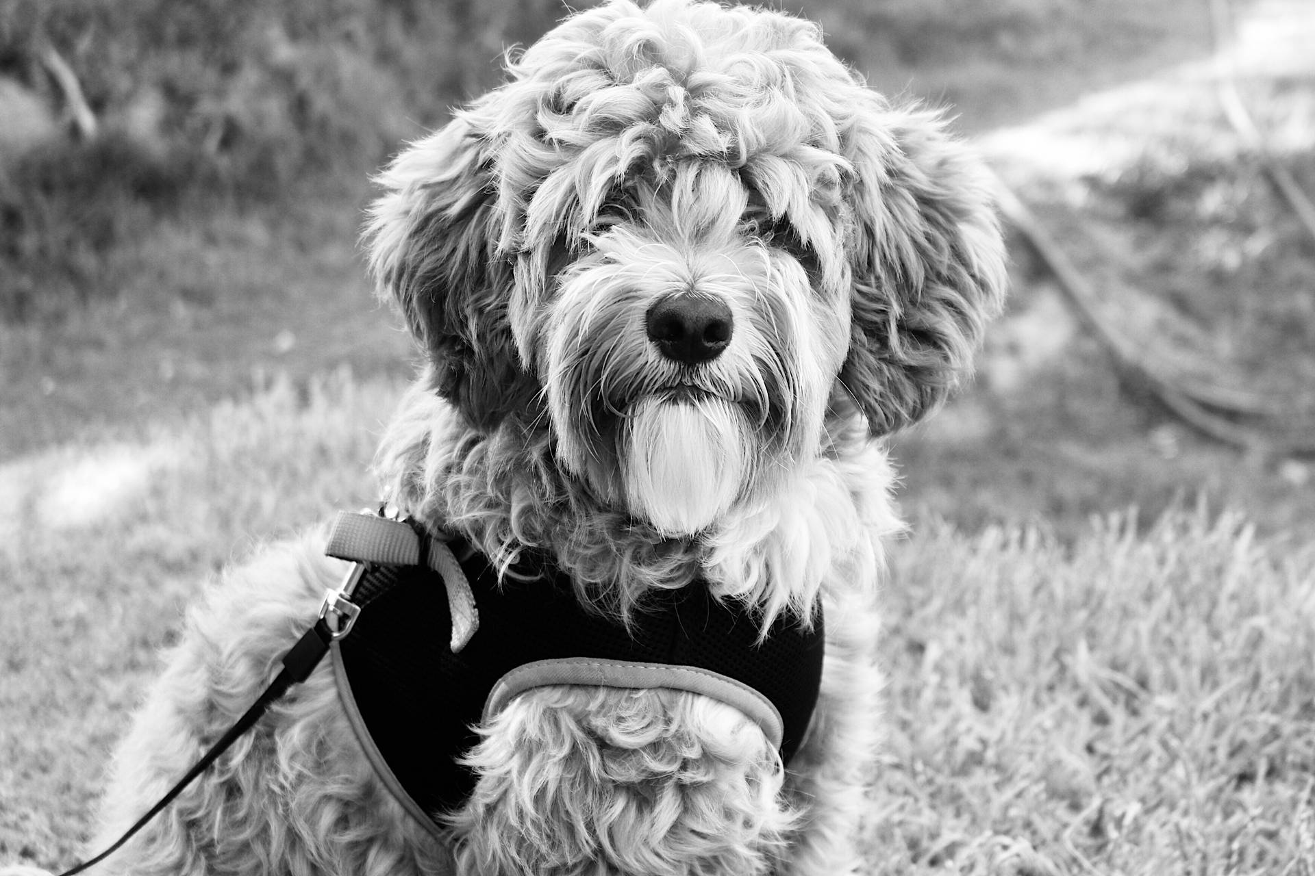 Cute Black And White Small Dog Background