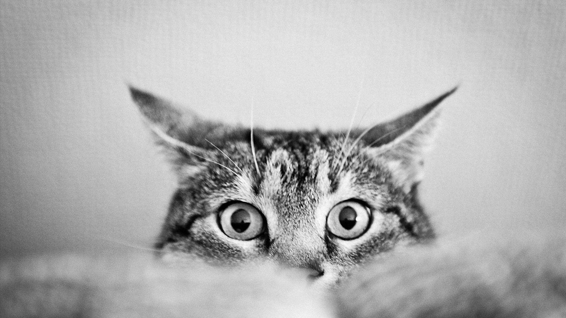 Cute Black And White Tabby Cat Background