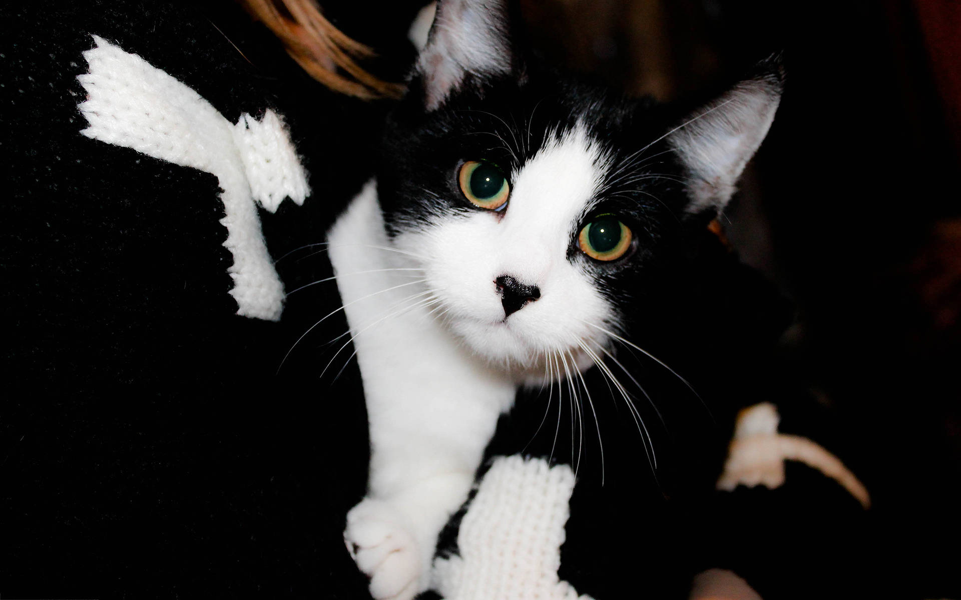 Cute Black And White Tuxedo Cat Background