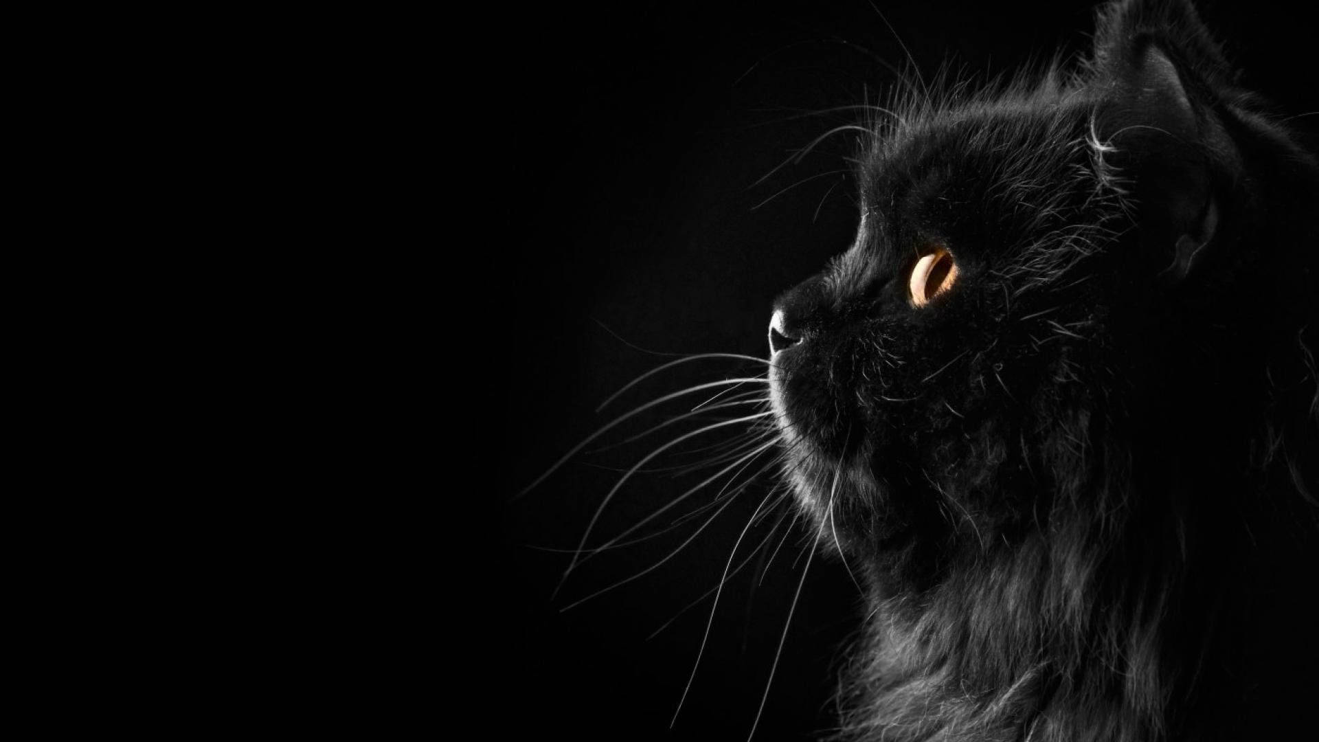 Cute Black Cat Lounging In Soft Light
